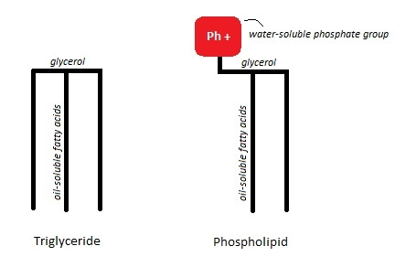 Triglyceride Phospholipid Diagram Decoding Delicious